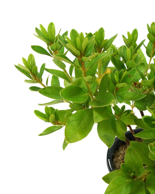 Azalea 'Everest' - The Garden Corner