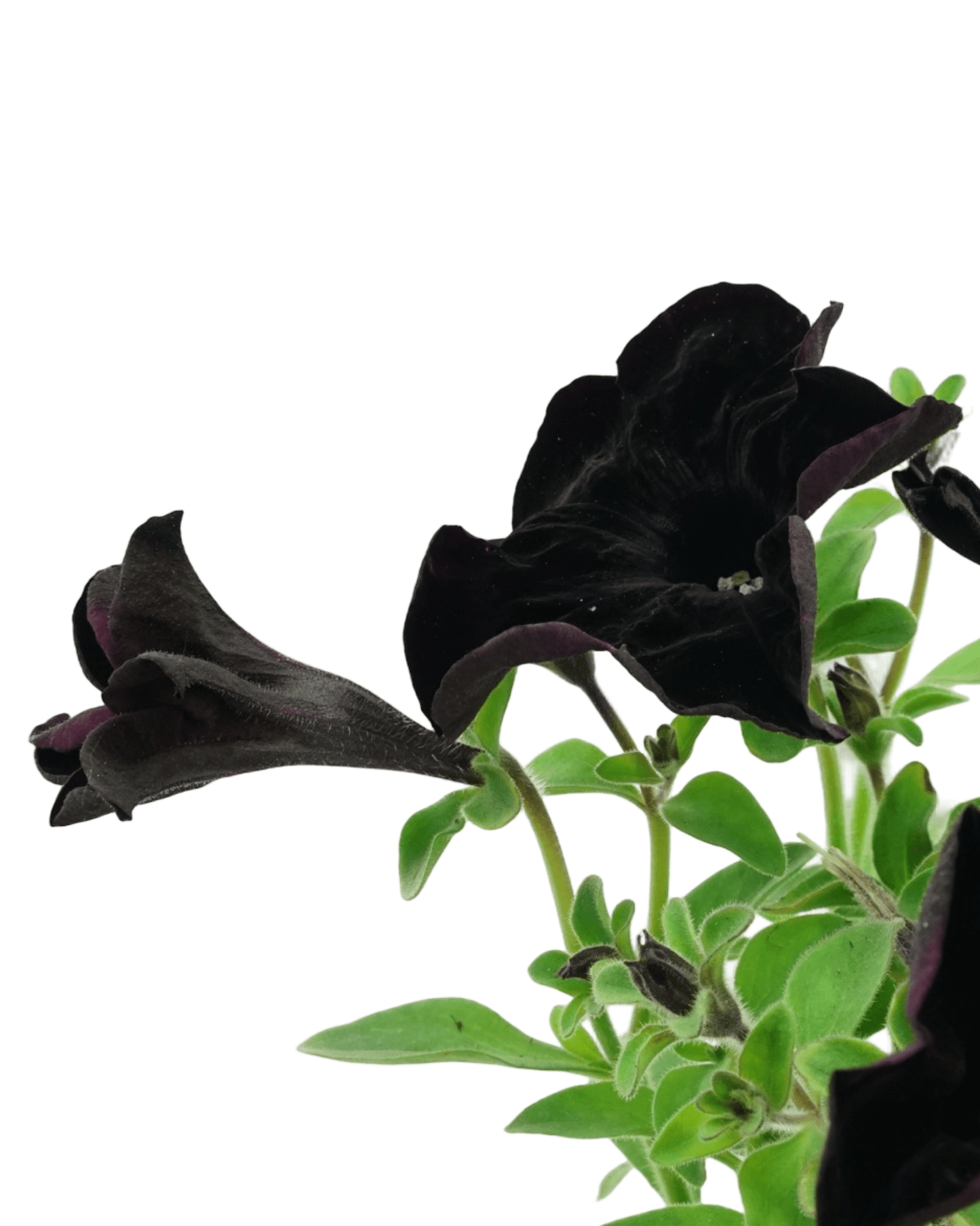 Petunia 'Crazytunia Black Mamba' - The Garden Corner