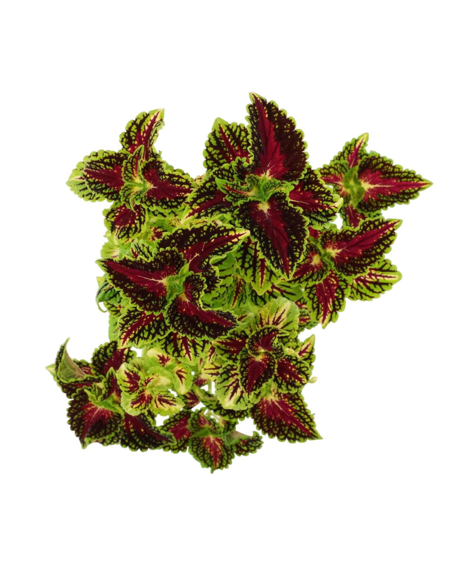 Coleus 'La Rambla' 4 Inch - Annuals