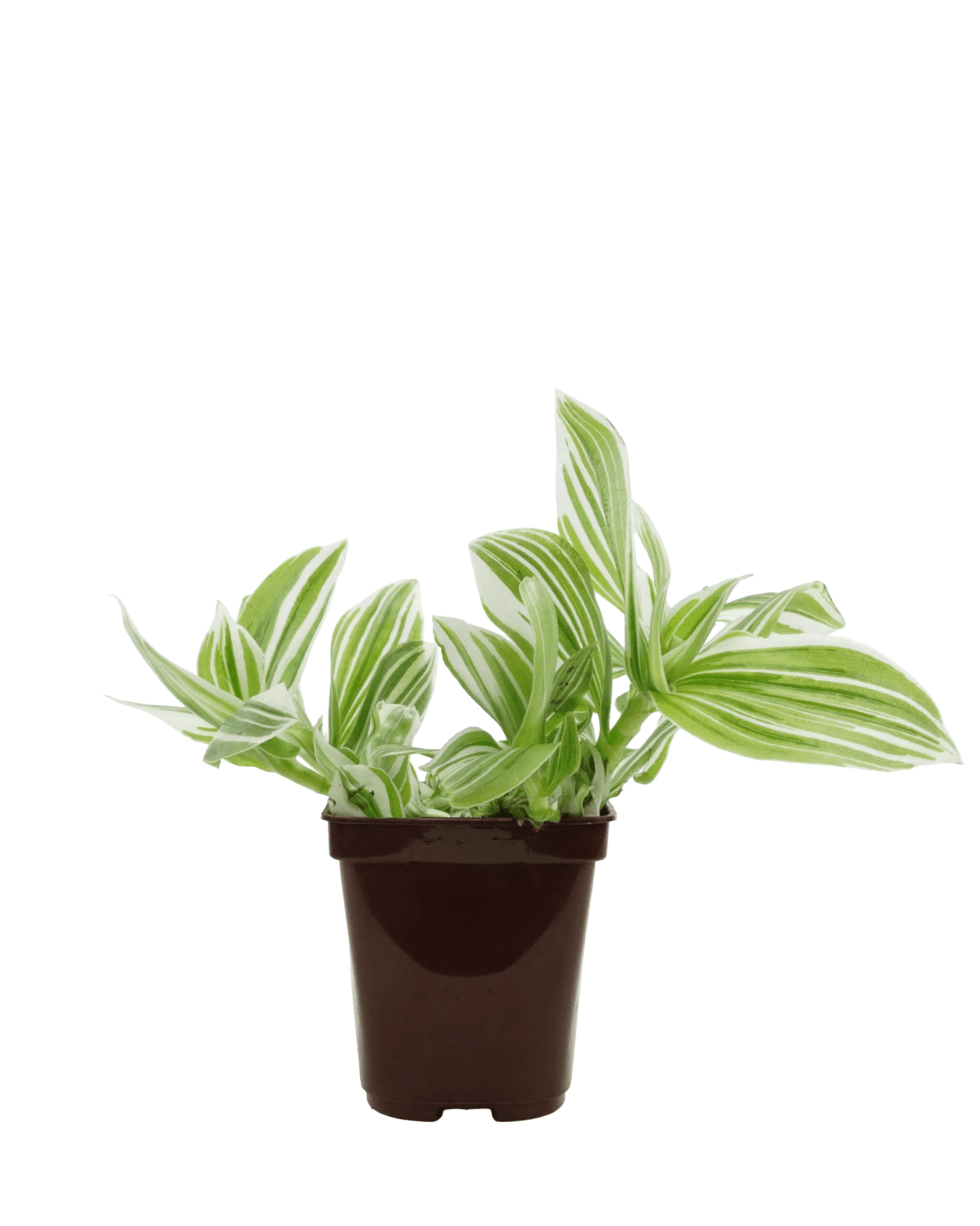 Tradescantia albiflora 'Pistachio White' - The Garden Corner