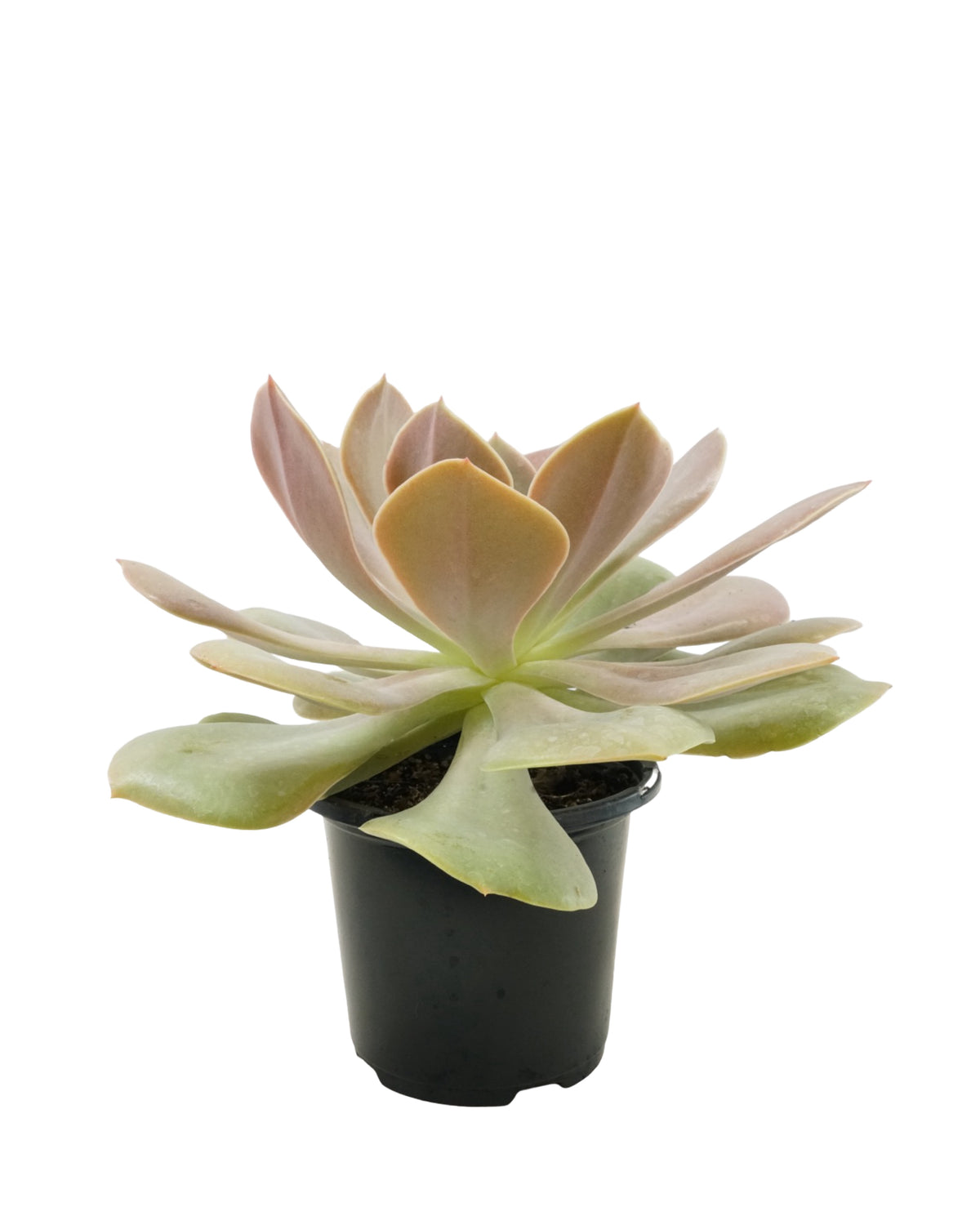 Echeveria 'Lolita' - House Plants