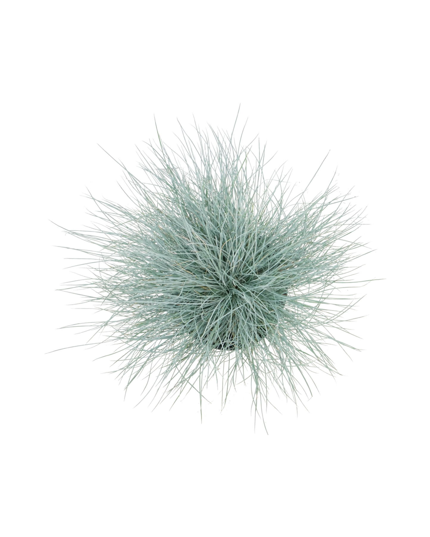 Festuca glauca 'Beyond Blue'