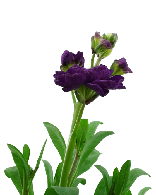 Stock Harmony Mix - Annuals