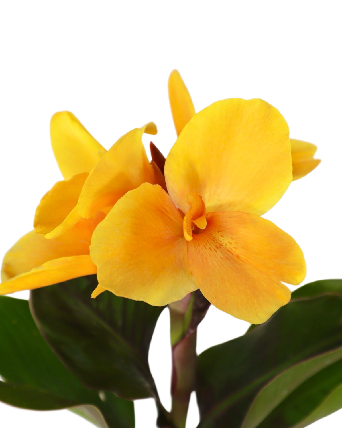 Canna 'Orange Chocolate' - Perennials
