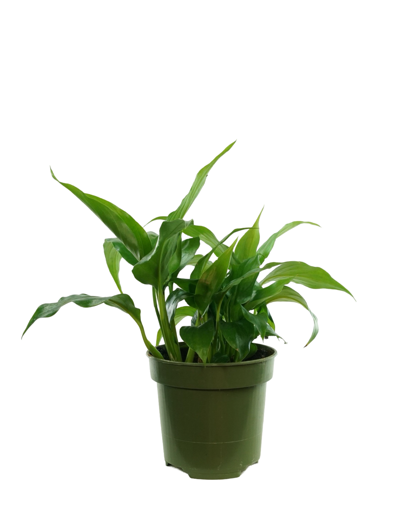 Spathiphyllum wallisii
