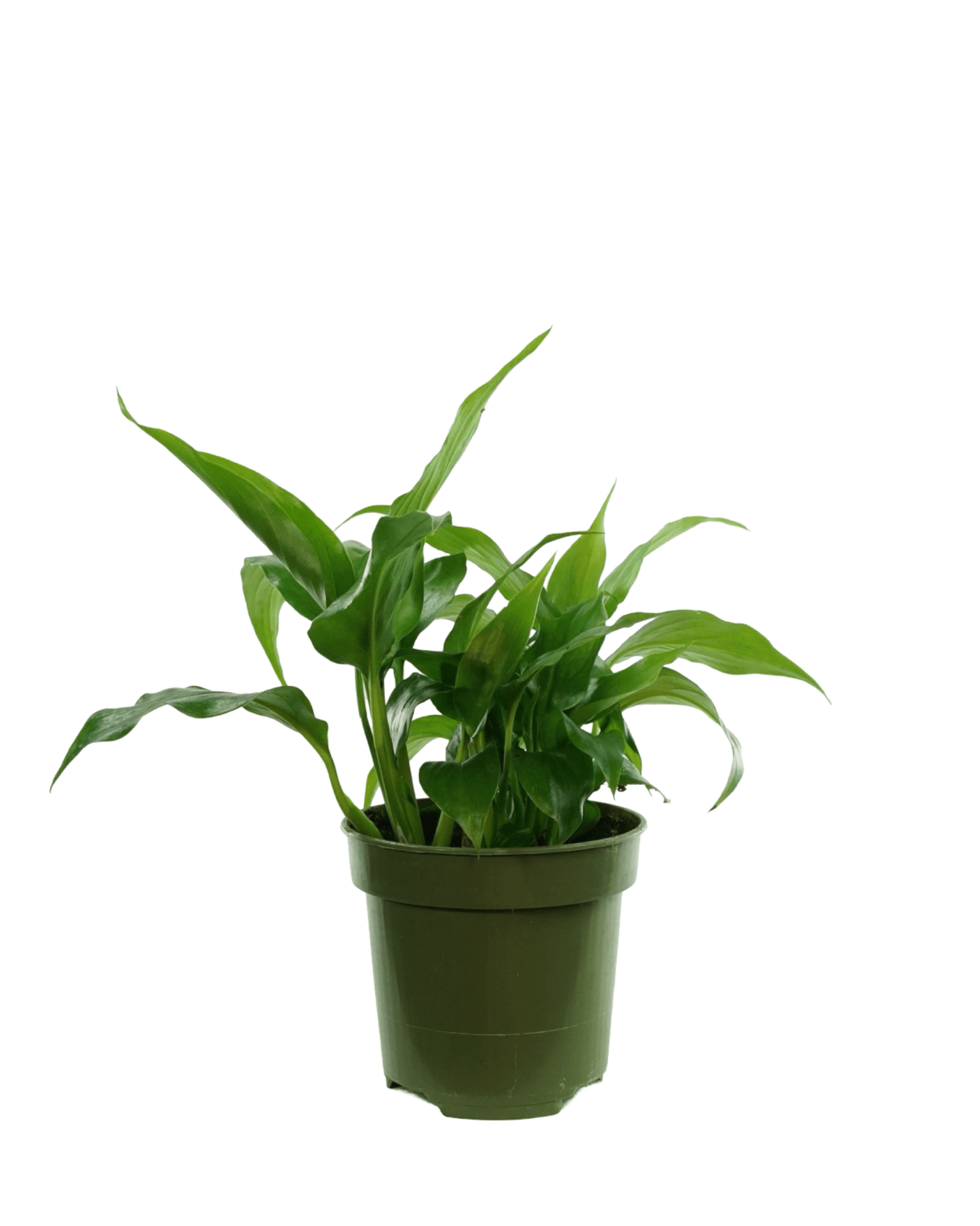 Spathiphyllum wallisii - The Garden Corner