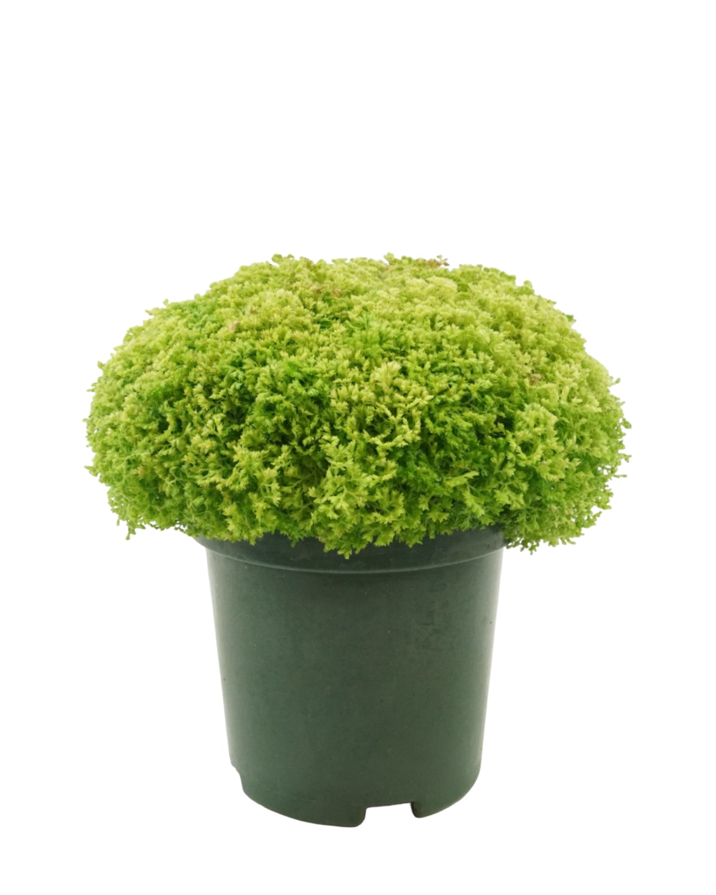 Selaginella kraussiana 'Brownii'