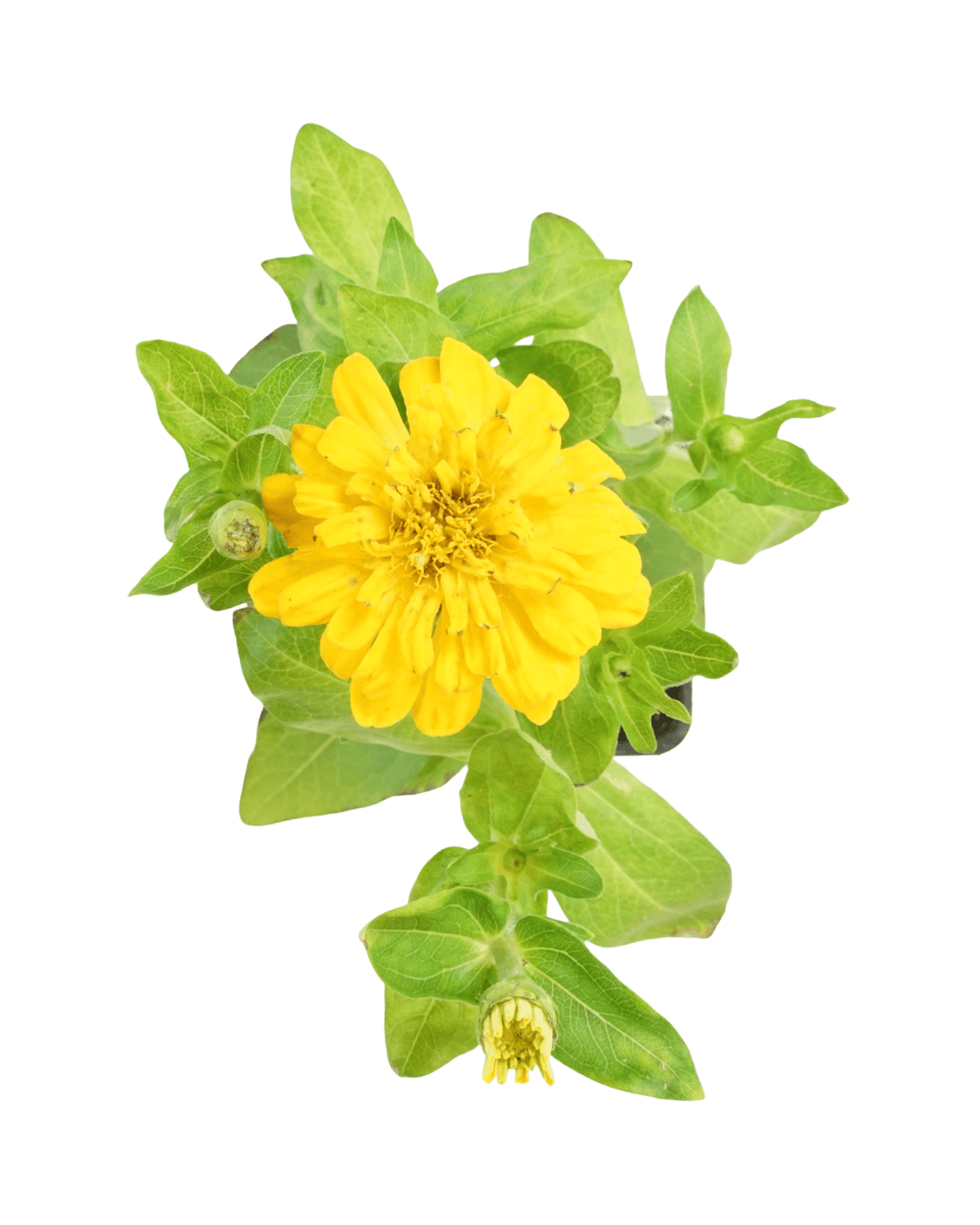 Zinnia Dreamland Mix - Annuals