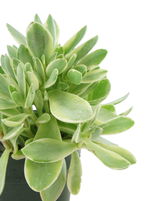 Crassula swaziensis 'Variegata' - The Garden Corner