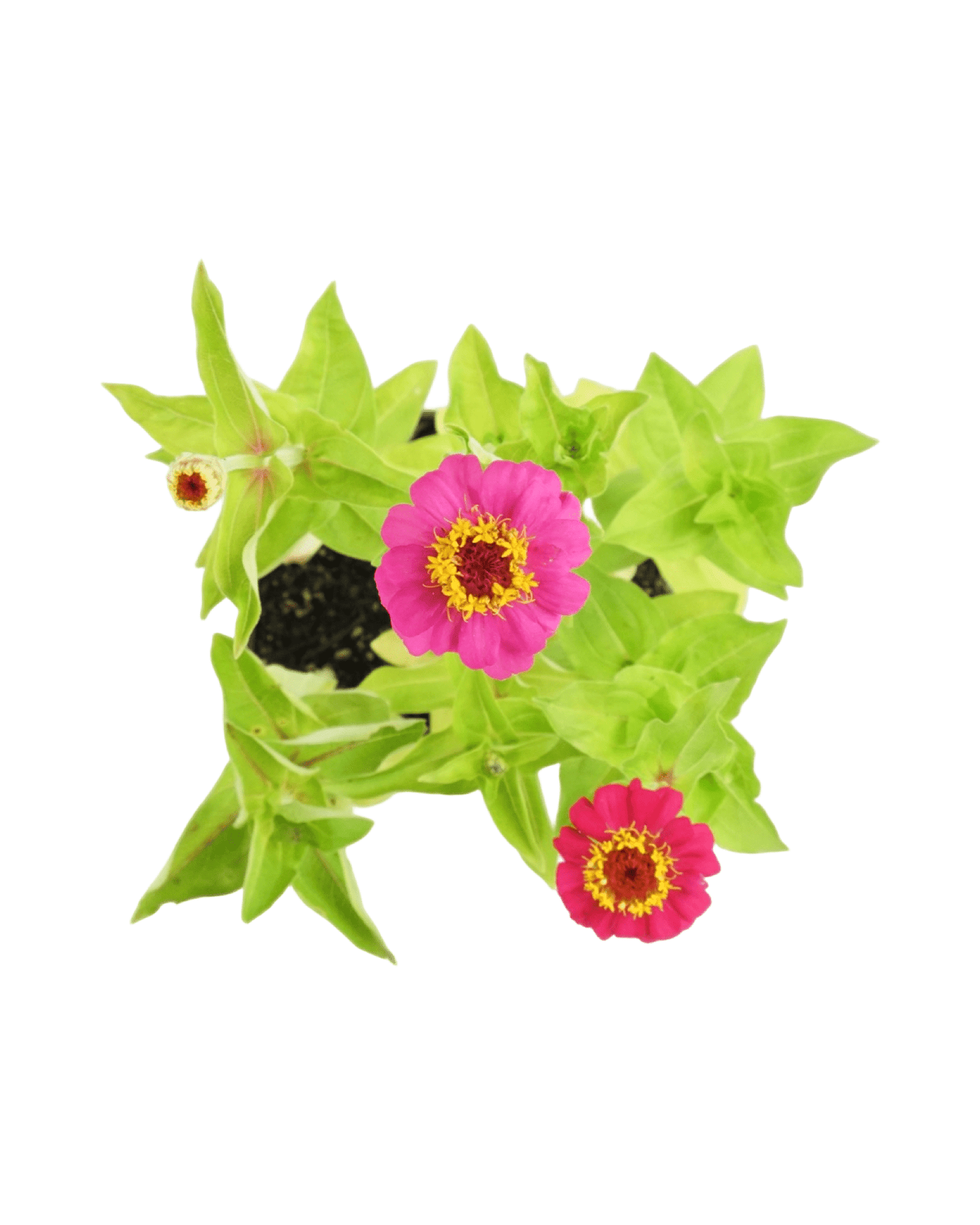 Zinnia Mix 'Cut And Come Again' - The Garden Corner