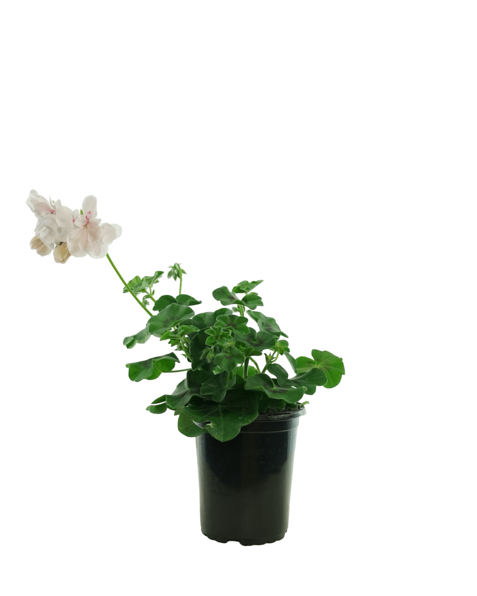indoor geranium plant Geranium Ivy Focus™ 'White' – The Garden Corner