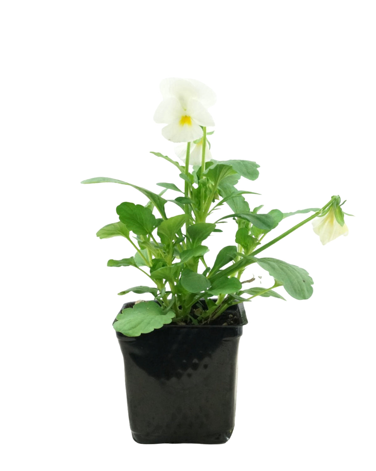 Pansy - Seasonal Plant