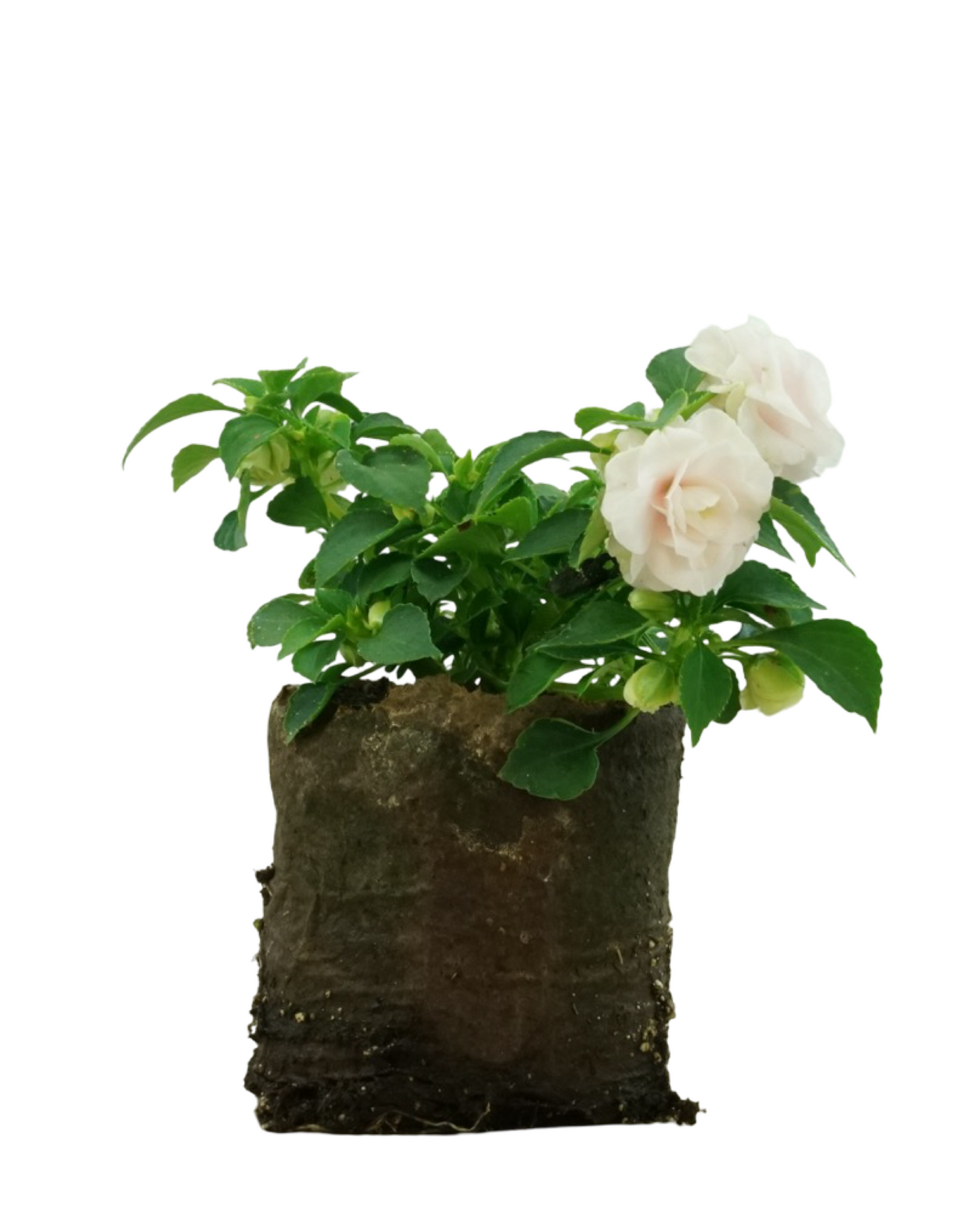 Impatiens 'Glimmer Appleblossom' 4 Inch