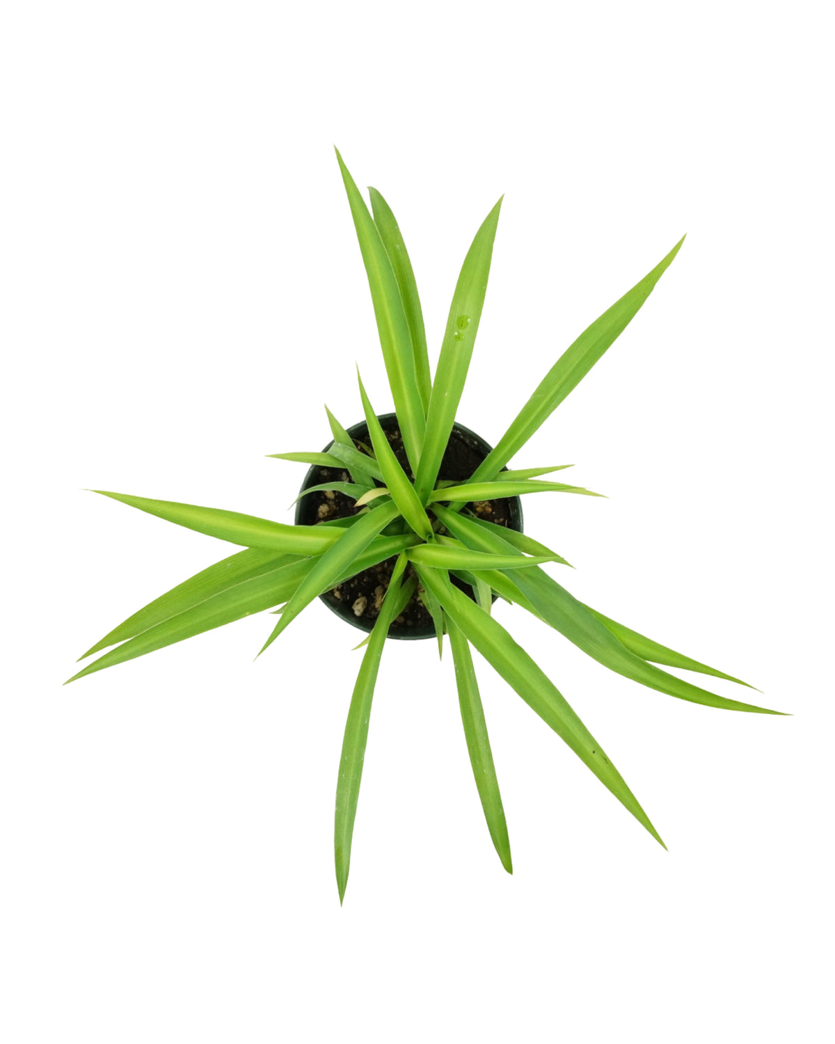 Chlorophytum Assorted - House Plants