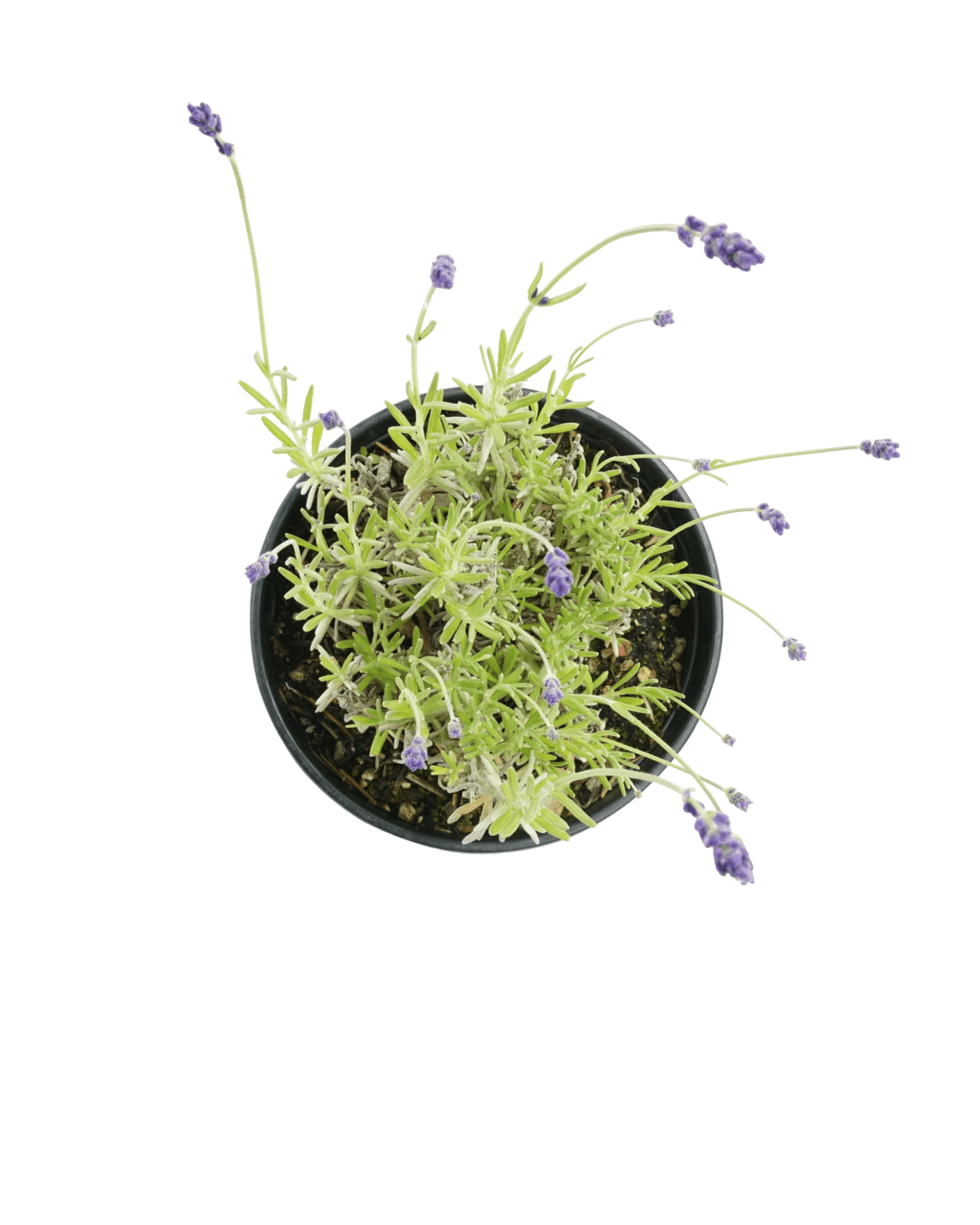 Lavandula 'SuperBlue' - The Garden Corner