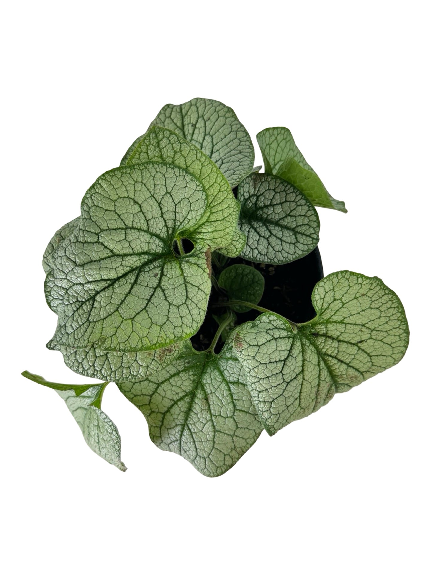 Brunnera macrophylla 'Frost King' - Perennials