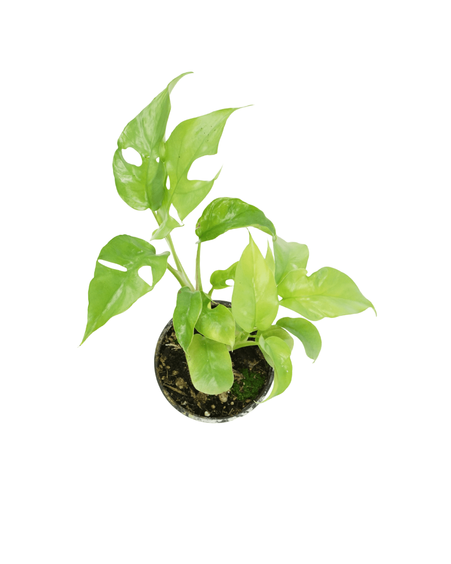 Rhaphidophora tetrasperma - The Garden Corner