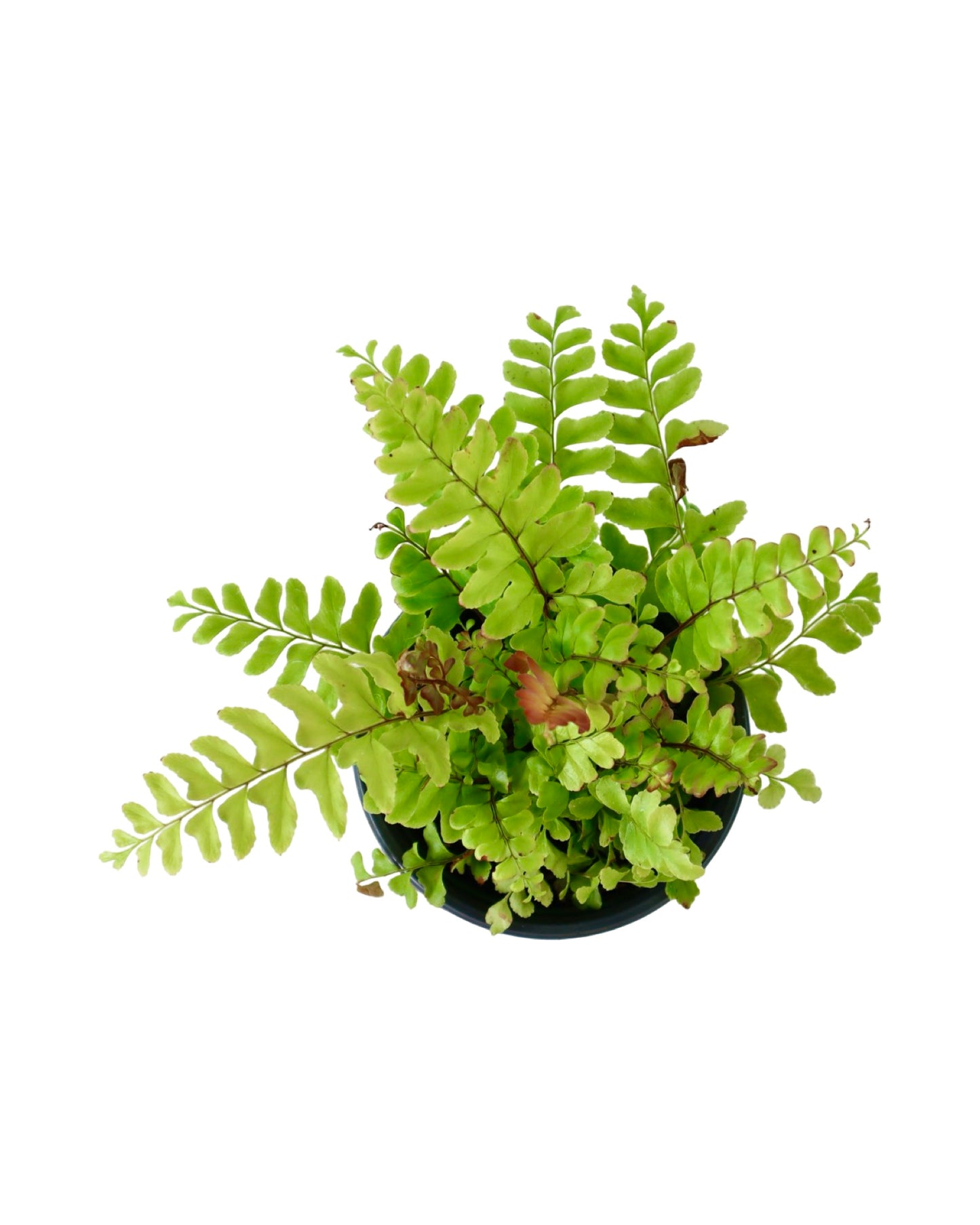 Didymochlaena truncatula - House Plants