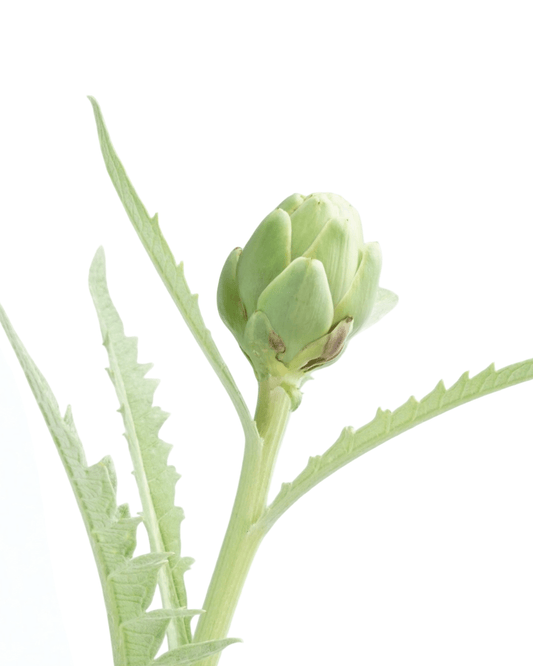 Artichoke 'Green Globe' - The Garden Corner