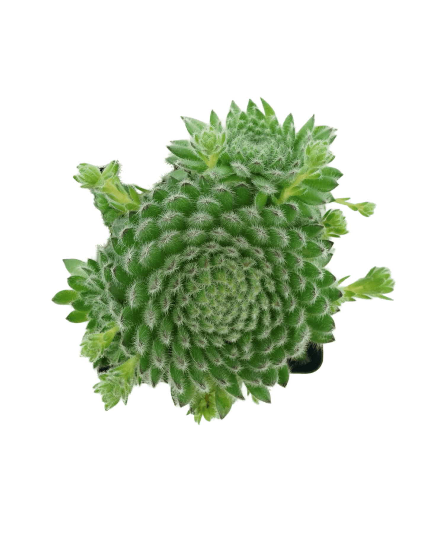 Sempervivum 'Borisii' - The Garden Corner