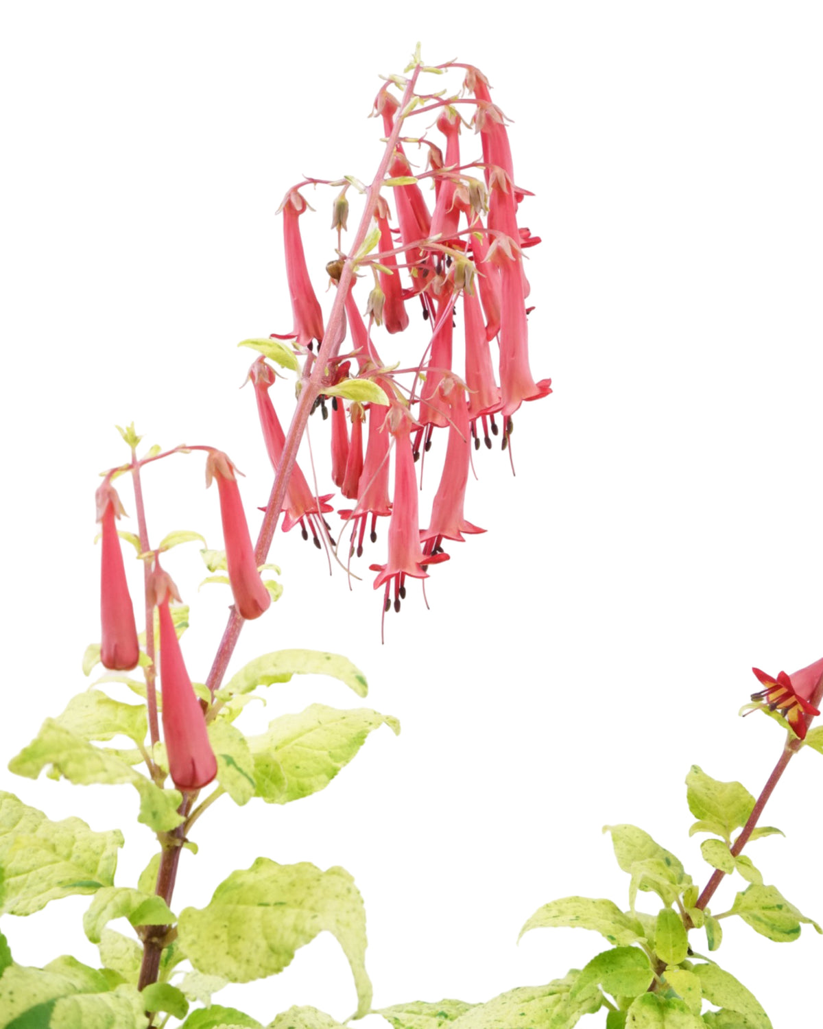 Phygelius 'Lemon Spritzer' - Perennials