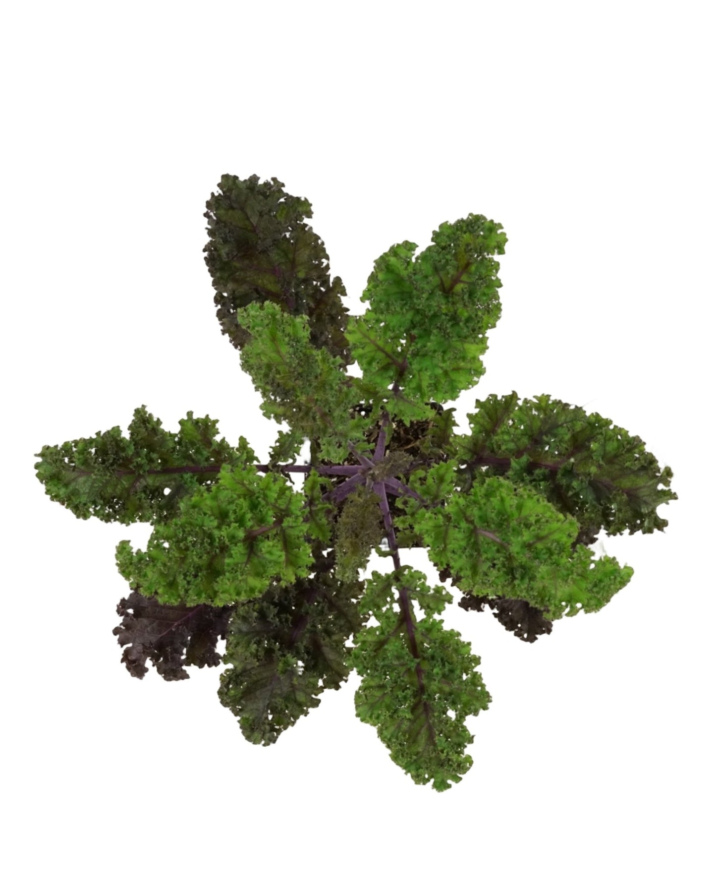 Kale 'Redbor' - The Garden Corner