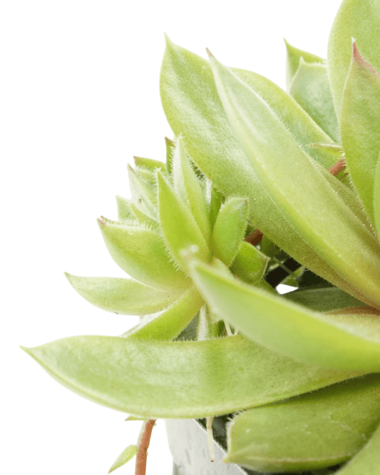 Sempervivum 'Bernstein' - The Garden Corner