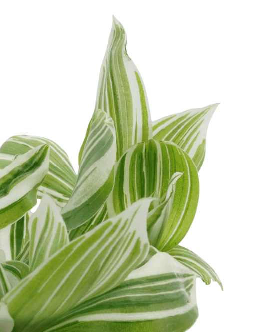 Tradescantia albiflora 'Pistachio White' - The Garden Corner