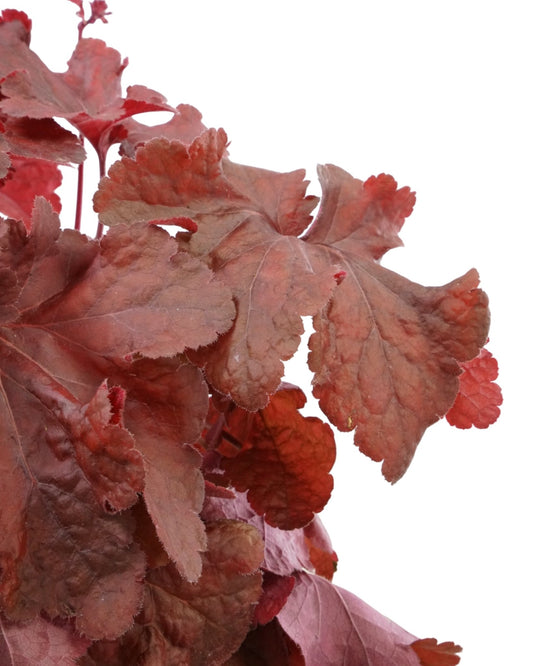 Heuchera 'Testarossa' - The Garden Corner