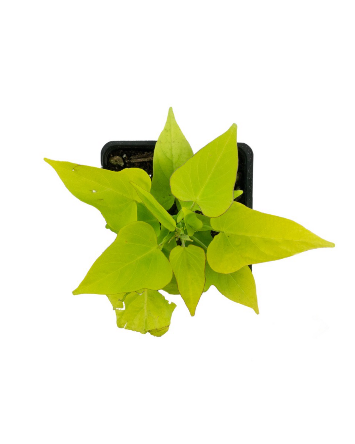 Ipomoea 'Marguerite'