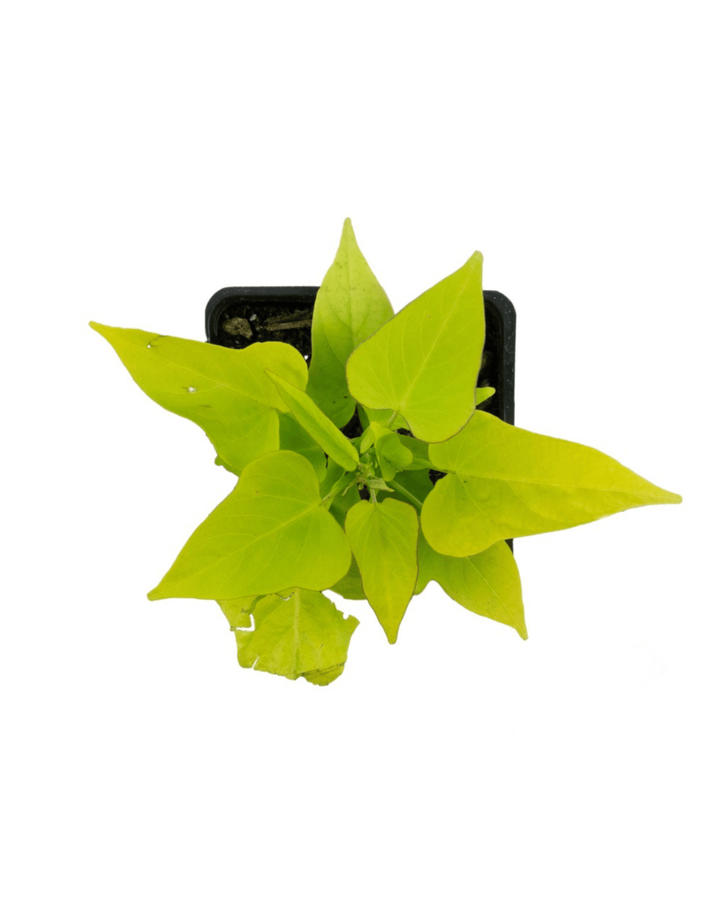 Ipomoea 'Marguerite' - The Garden Corner