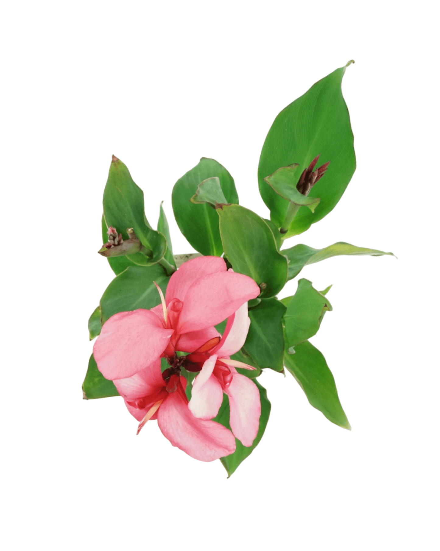 Canna 'Cannova Rose' - The Garden Corner