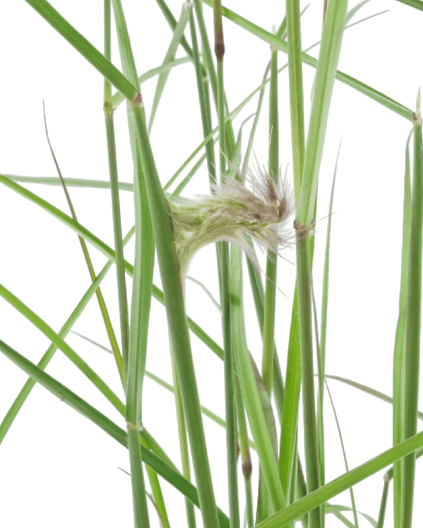 Pennisetum orientale 'Karley Rose' - The Garden Corner