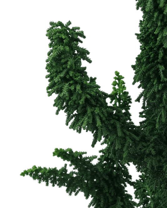 Chamaecyparis obtusa 'Chirimen' - The Garden Corner