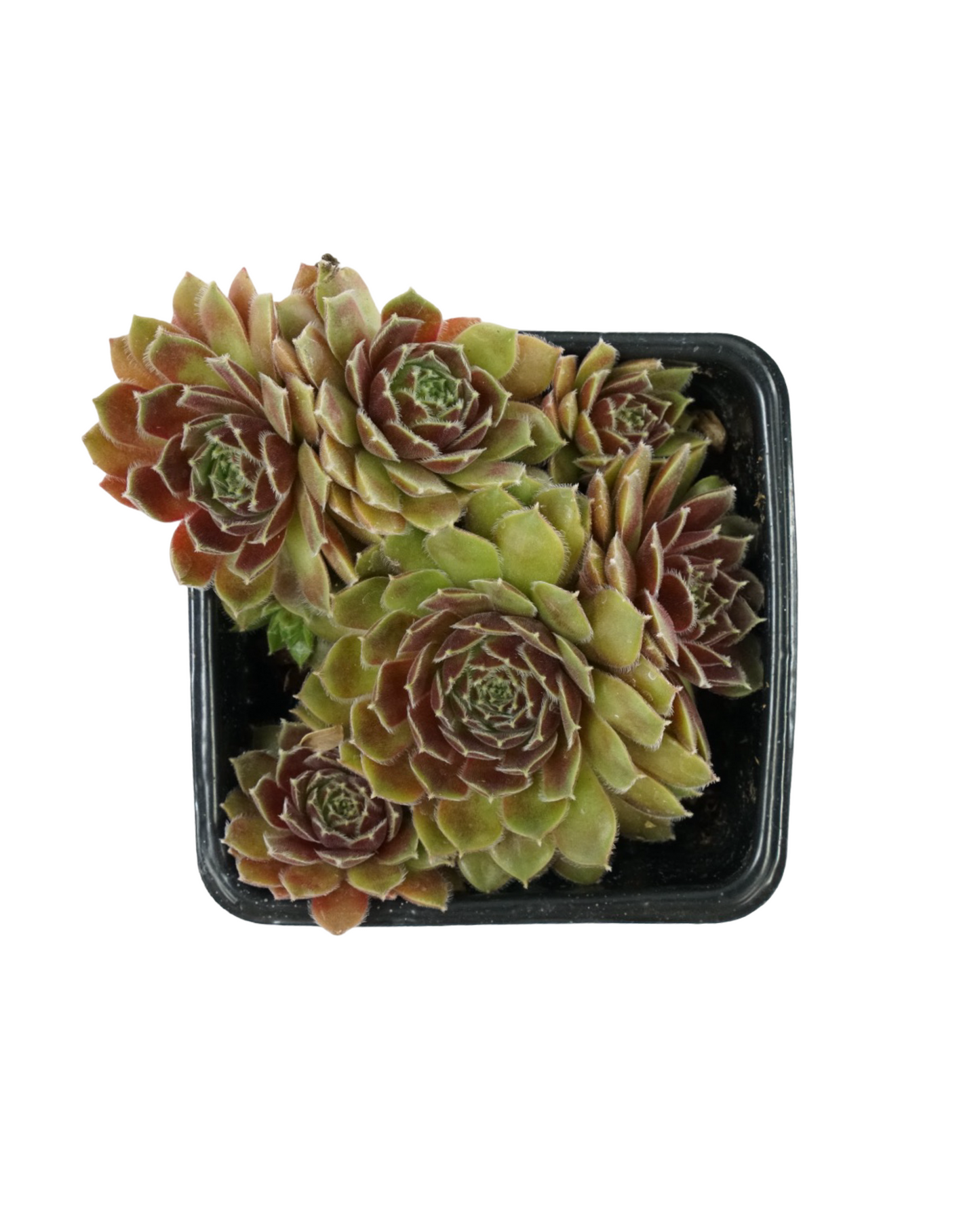 Sempervivum 'Leneca'