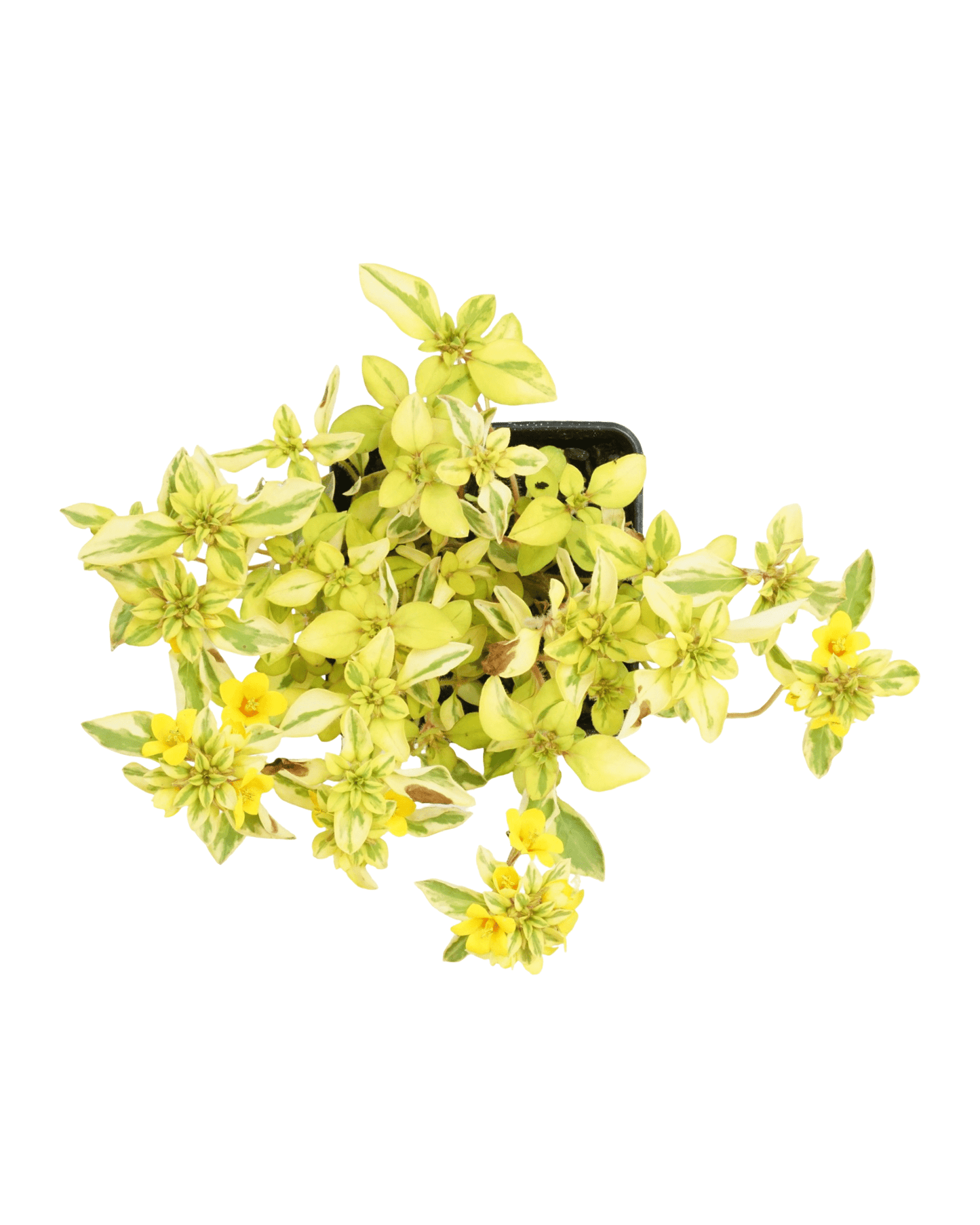 Lysimachia 'Waikiki Sunset' - The Garden Corner