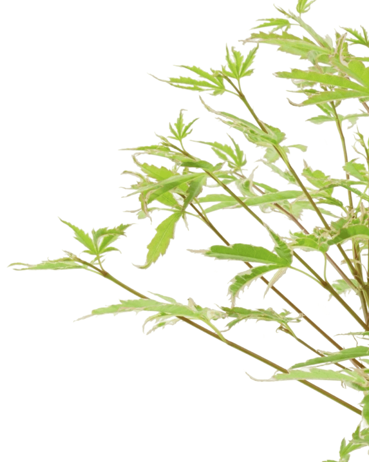 Acer palmatum 'Butterfly' - Trees