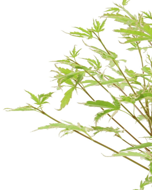 Acer palmatum 'Butterfly' - The Garden Corner