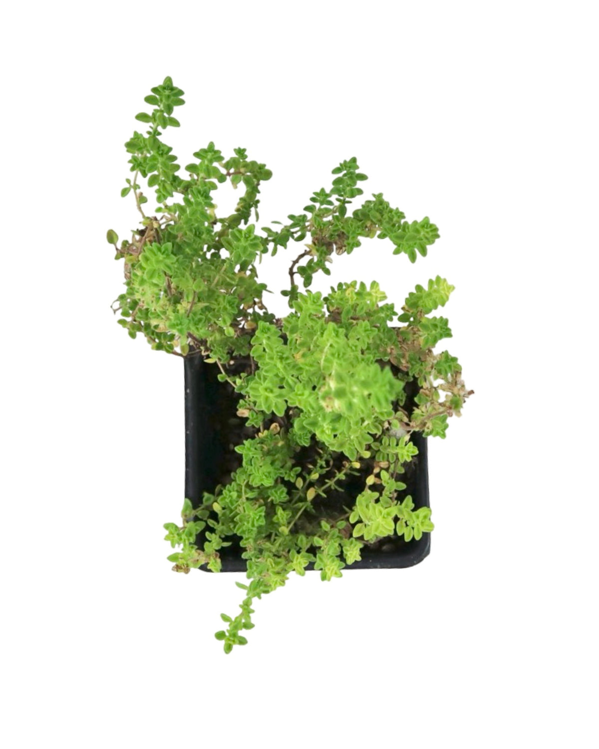 Thymus vulgaris - Herbs and Vegetables