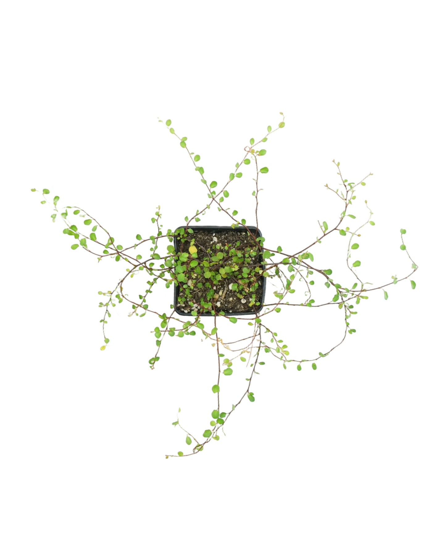 Muehlenbeckia complexa