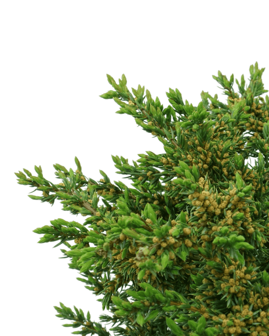 Juniperus communis 'Effusa' - The Garden Corner