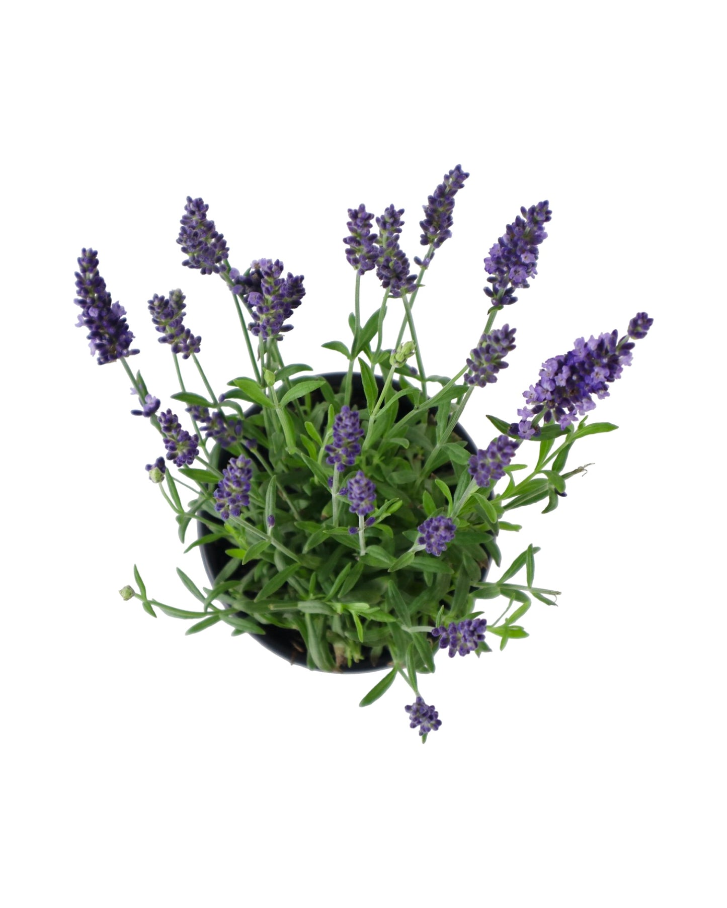 Lavandula angustifolia 'Blue Spear' - Herbs and Vegetables