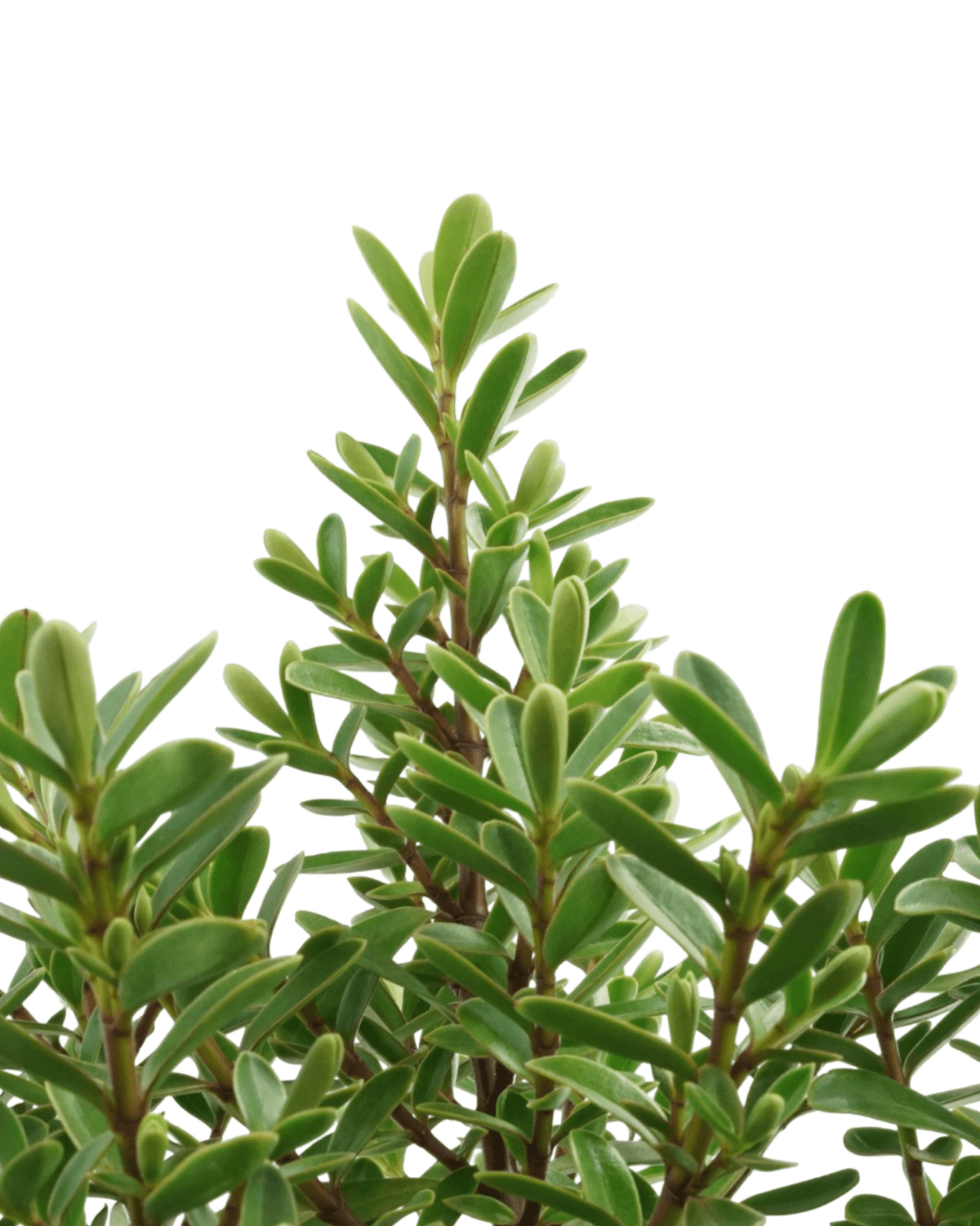 Hebe buxifolia 'Patty's Purple' - Shrubs