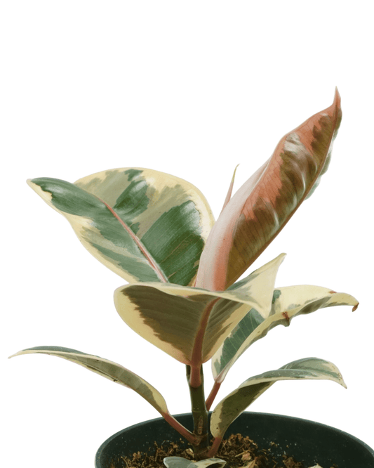 Ficus elastica 'Tineke' - The Garden Corner