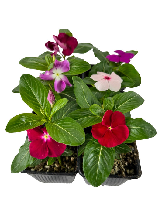 Catharanthus roseus 'Mega Bloom Mix' - Annuals