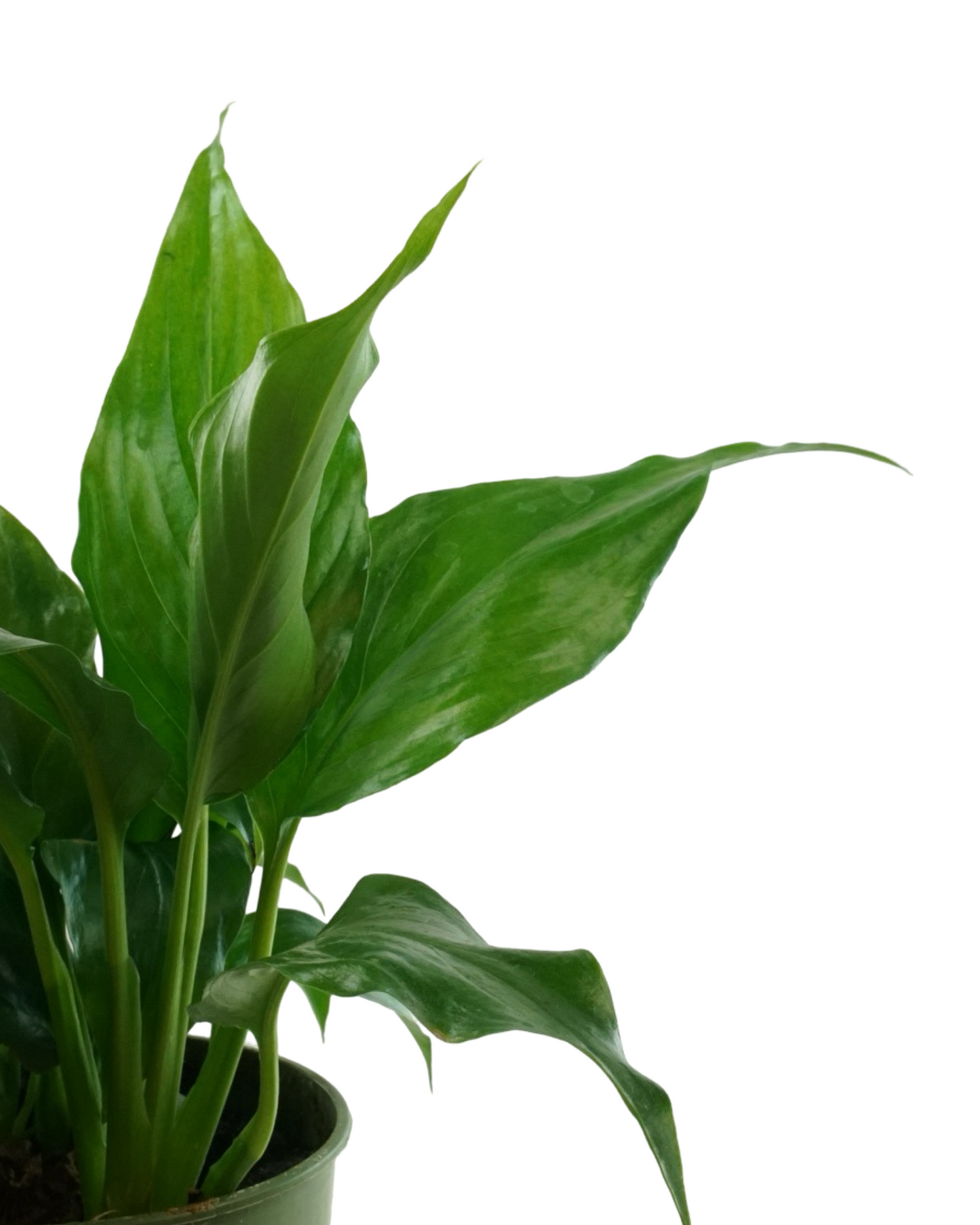 Spathiphyllum wallisii