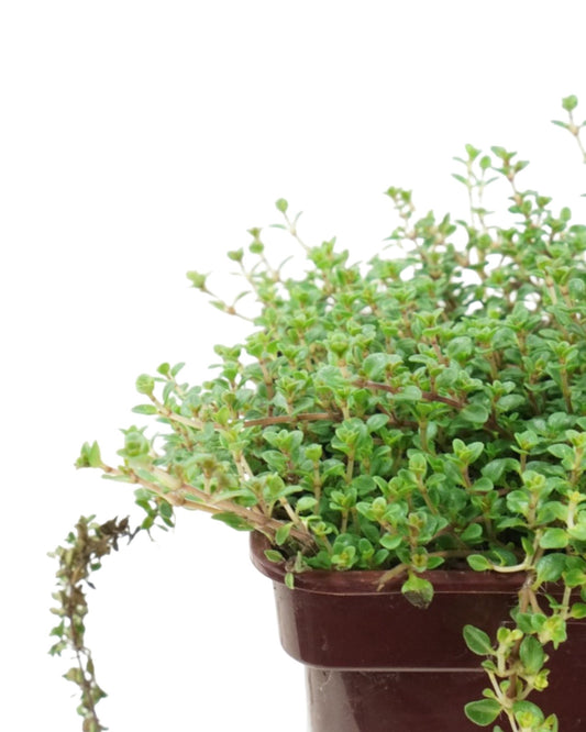 Thymus vulgaris 'Caborn Wine and Roses' - The Garden Corner