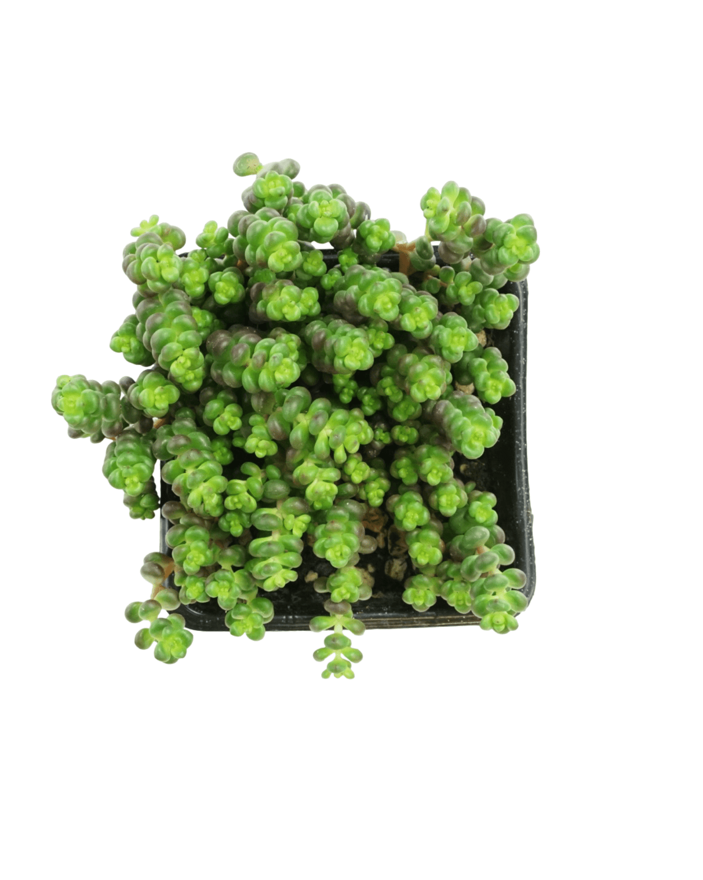 Sedum divergens (Old Man's Bones) - The Garden Corner