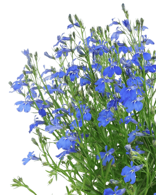 Lobelia 'Lucia Dark Blue' - The Garden Corner
