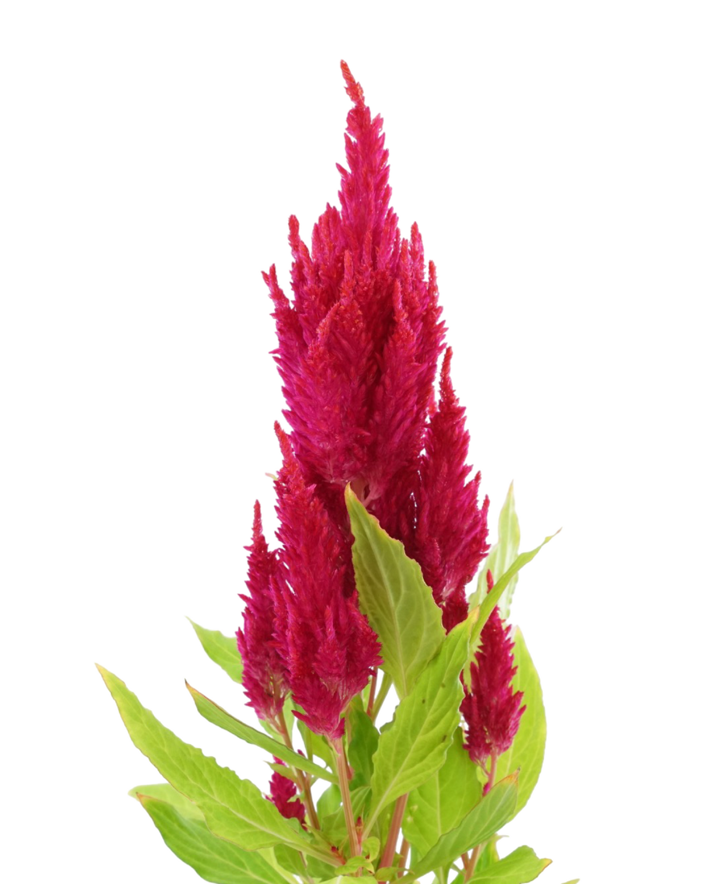 Celosia 'Fresh Look Red'